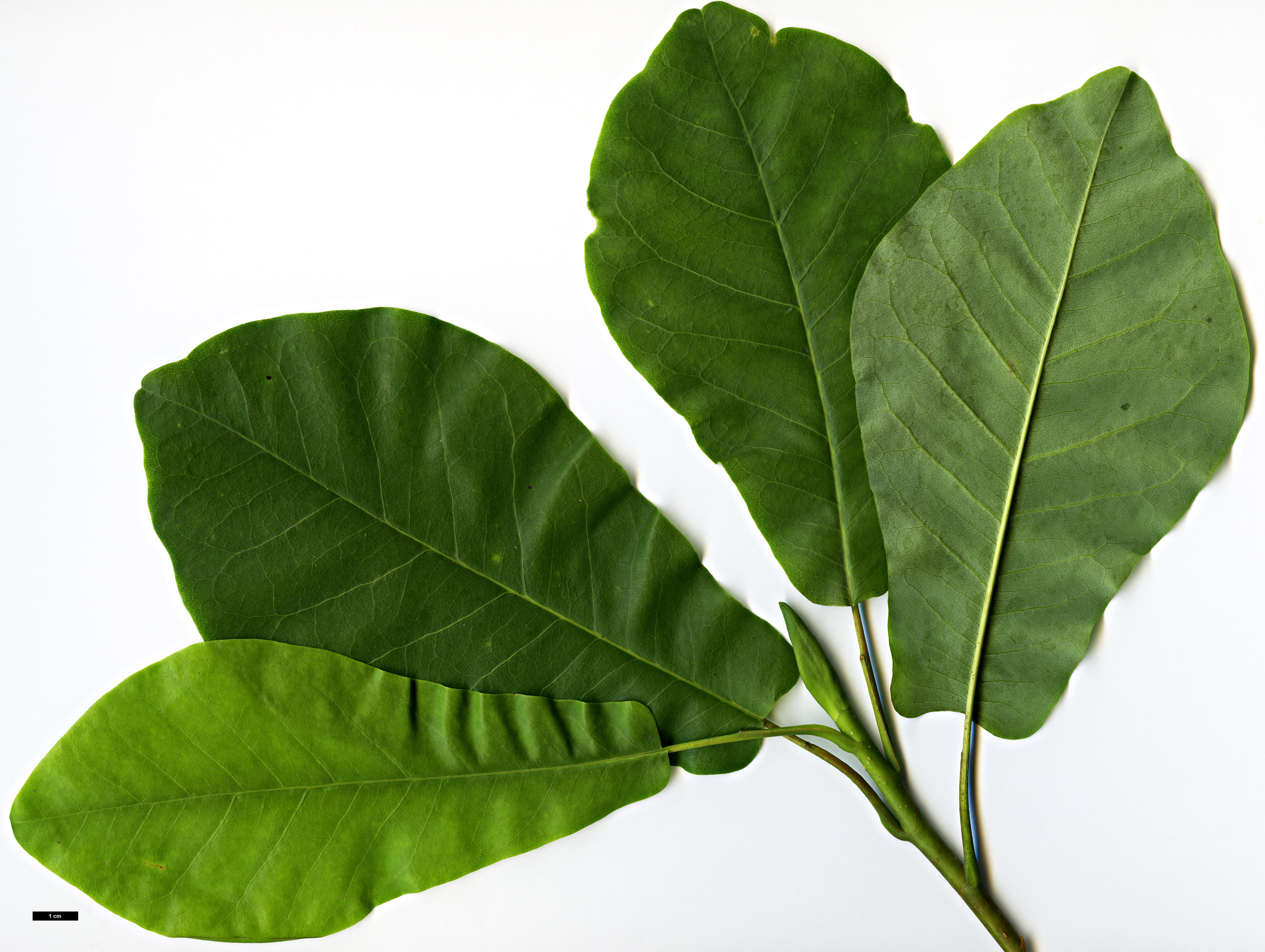 High resolution image: Family: Magnoliaceae - Genus: Magnolia - Taxon: fraseri - SpeciesSub: var. pyramidata High resolution image: Family: Magnoliaceae - Genus: Magnolia - Taxon: fraseri - SpeciesSub: var. pyramidata